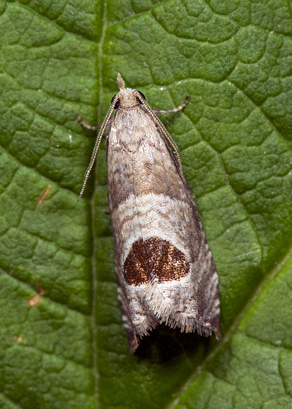 Notocelia uddmanniana, Tortricidae